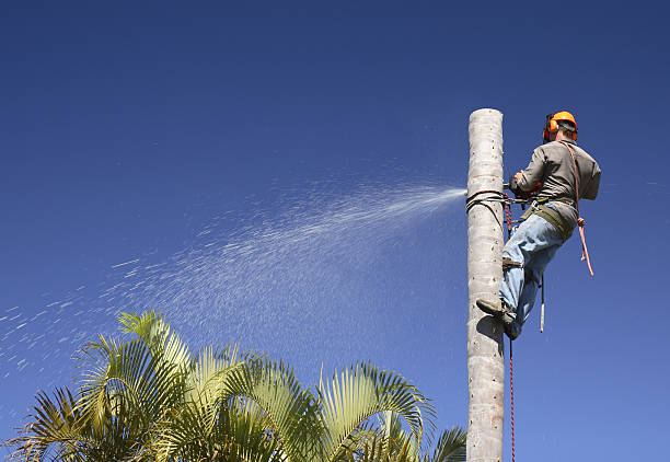 Best Seasonal Cleanup (Spring/Fall)  in USA